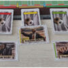 Soccer Fantastico! - Standard
